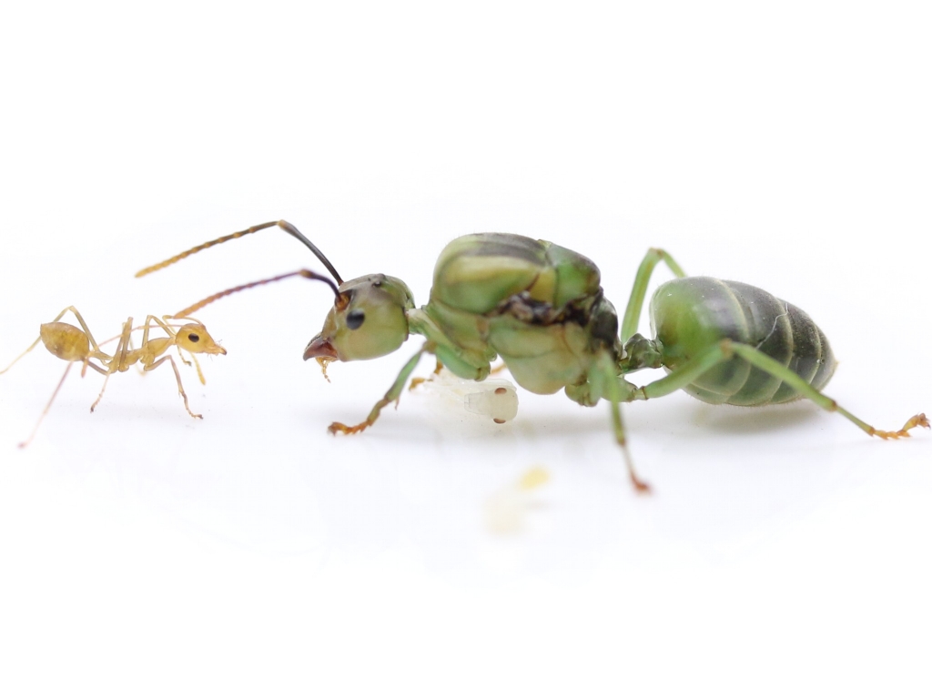 Oecophylla smaragdina (asiatische Weberameisen)